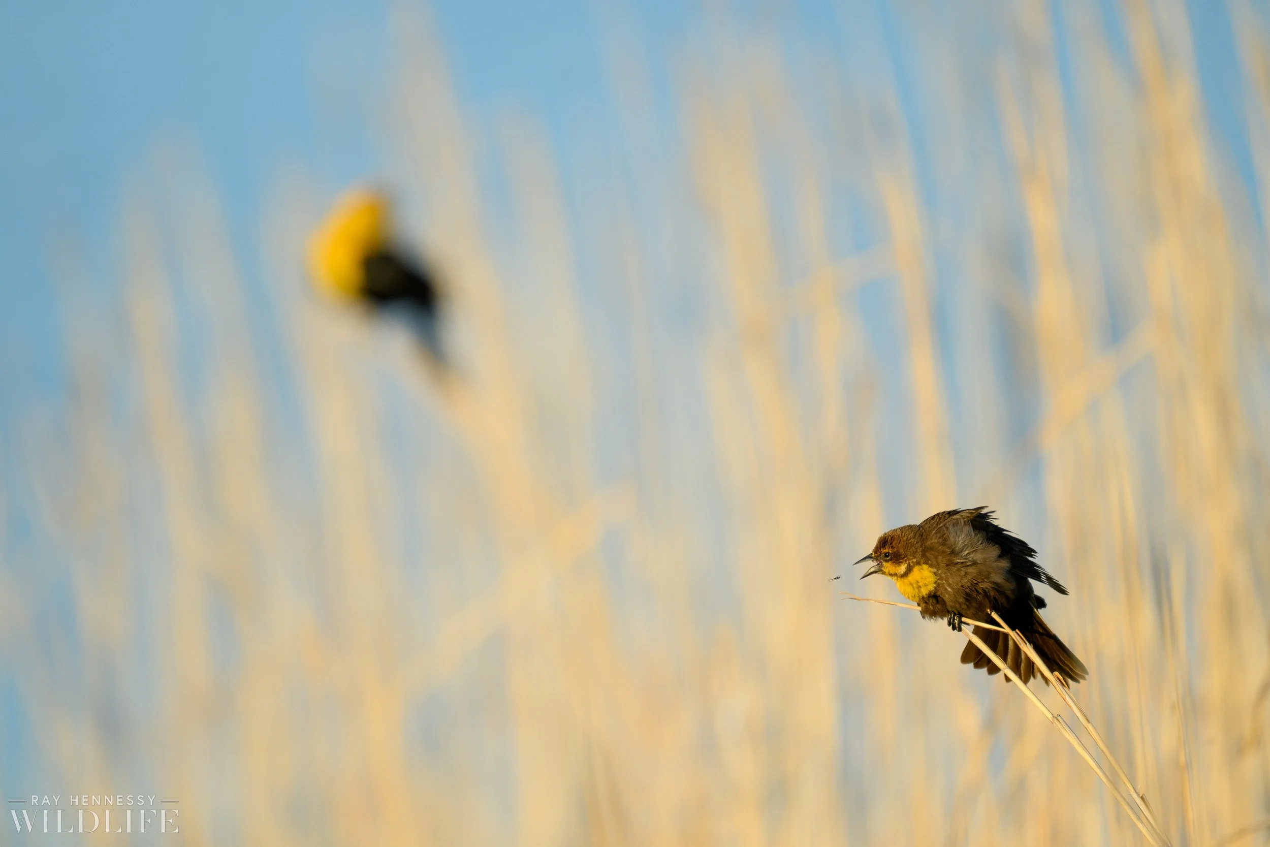 blackbird,fly イエロー Yellow-headed Blackbirds — Ray Hennessy Wildlife